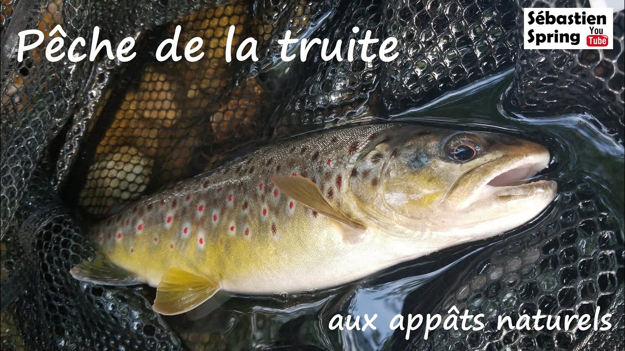 P&ecirc;che de la truite aux app&acirc;ts naturels !