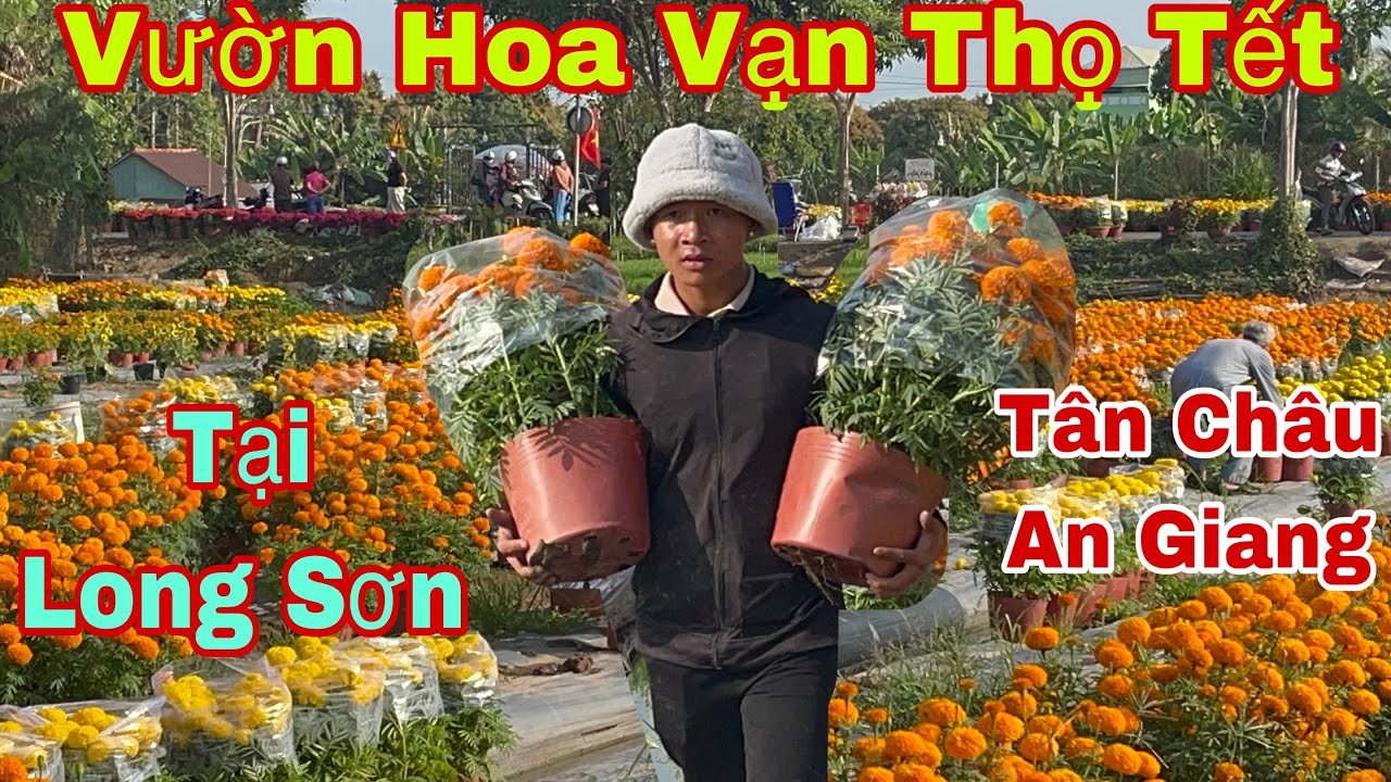 Sắc Vàng Vạn Thọ Báo Tết Ở Long Sơn-Tân Châu,An Giang 