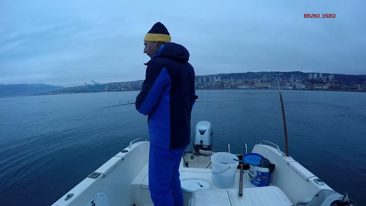ZUBATAC na vertikalu - ješka živa lignja