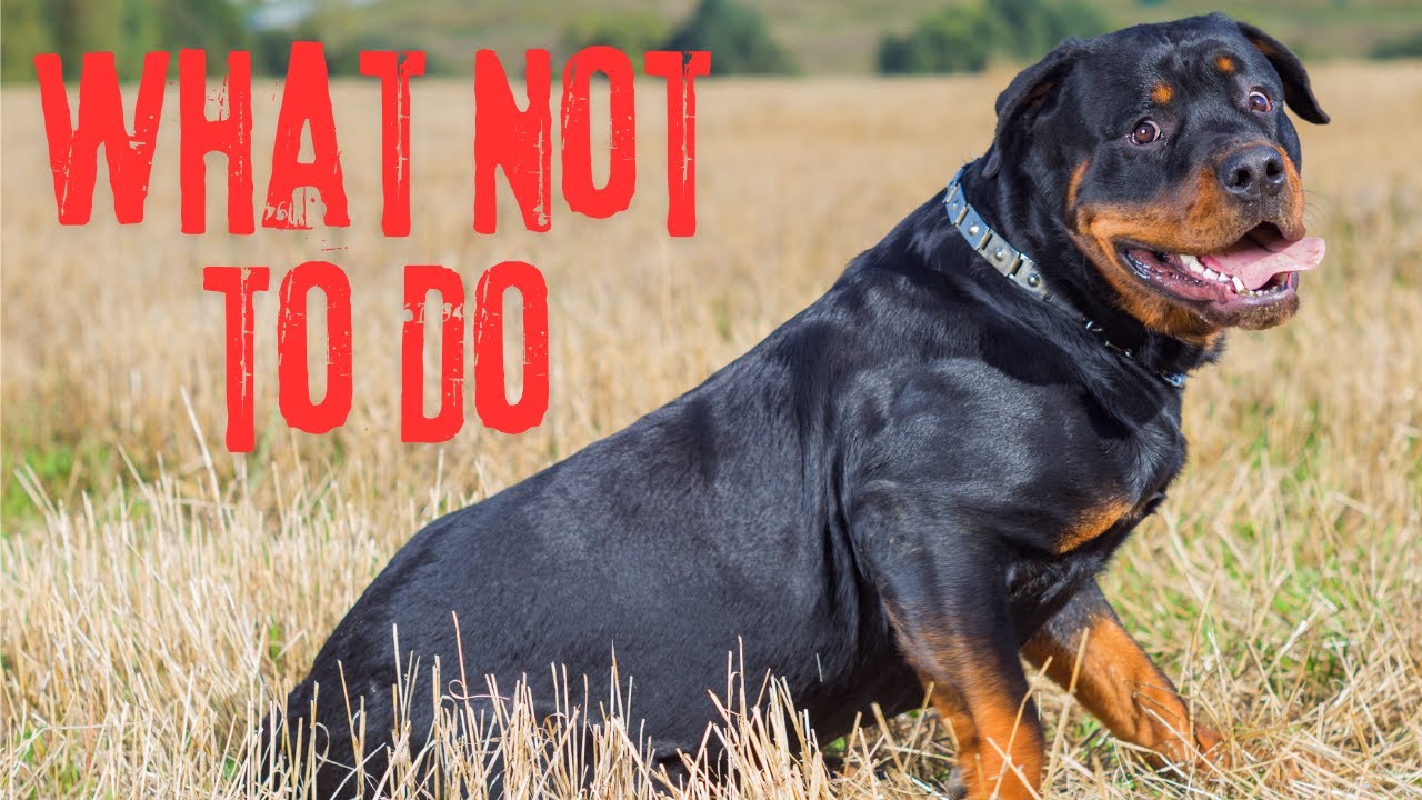 Stop Doing This || 14 Things You Must Stop Doing to Your Rottweiler Dog || Dogmal