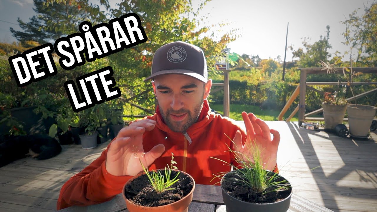Så här sköter jag gräsmattan inför vintern