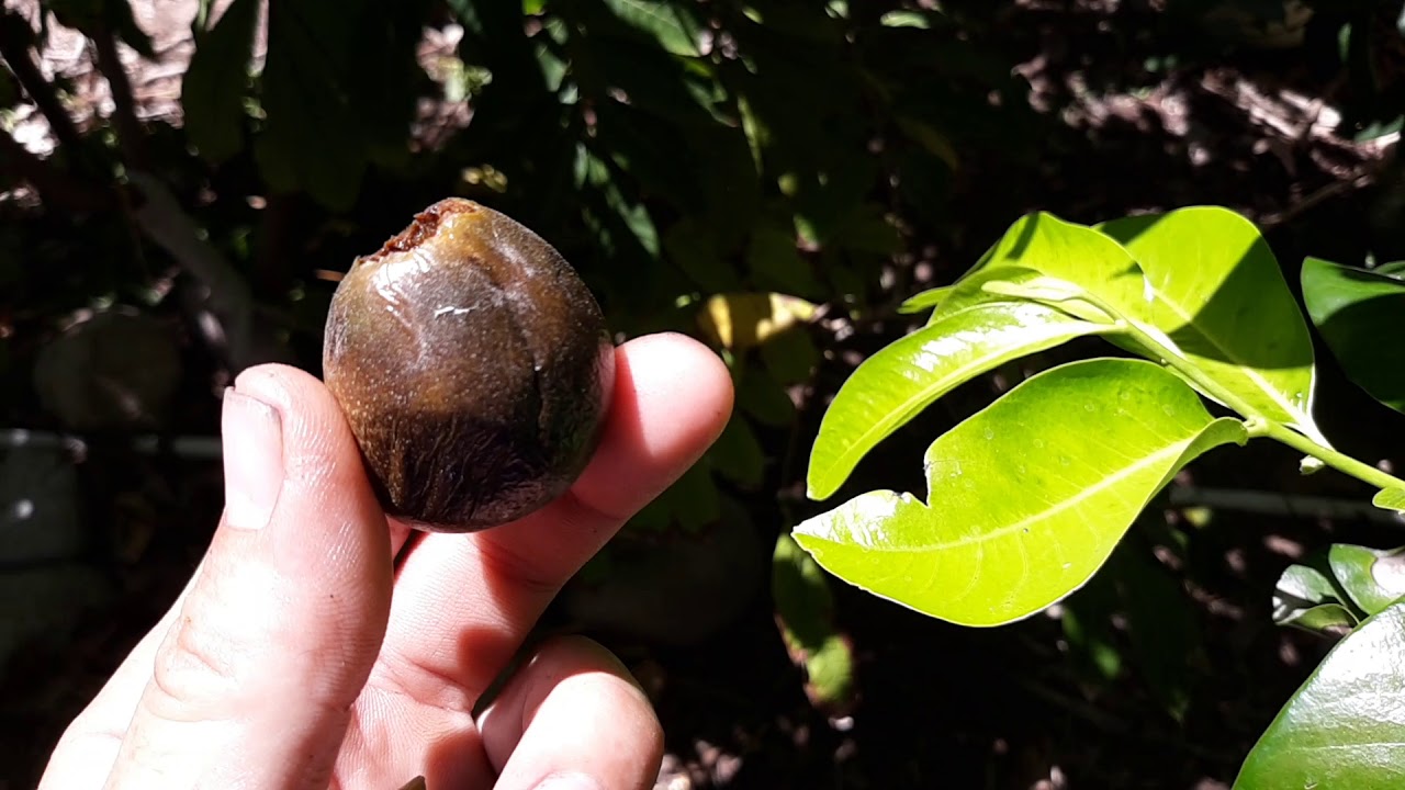 Growing Chocolate Pudding fruit in the desert! Black sapote!