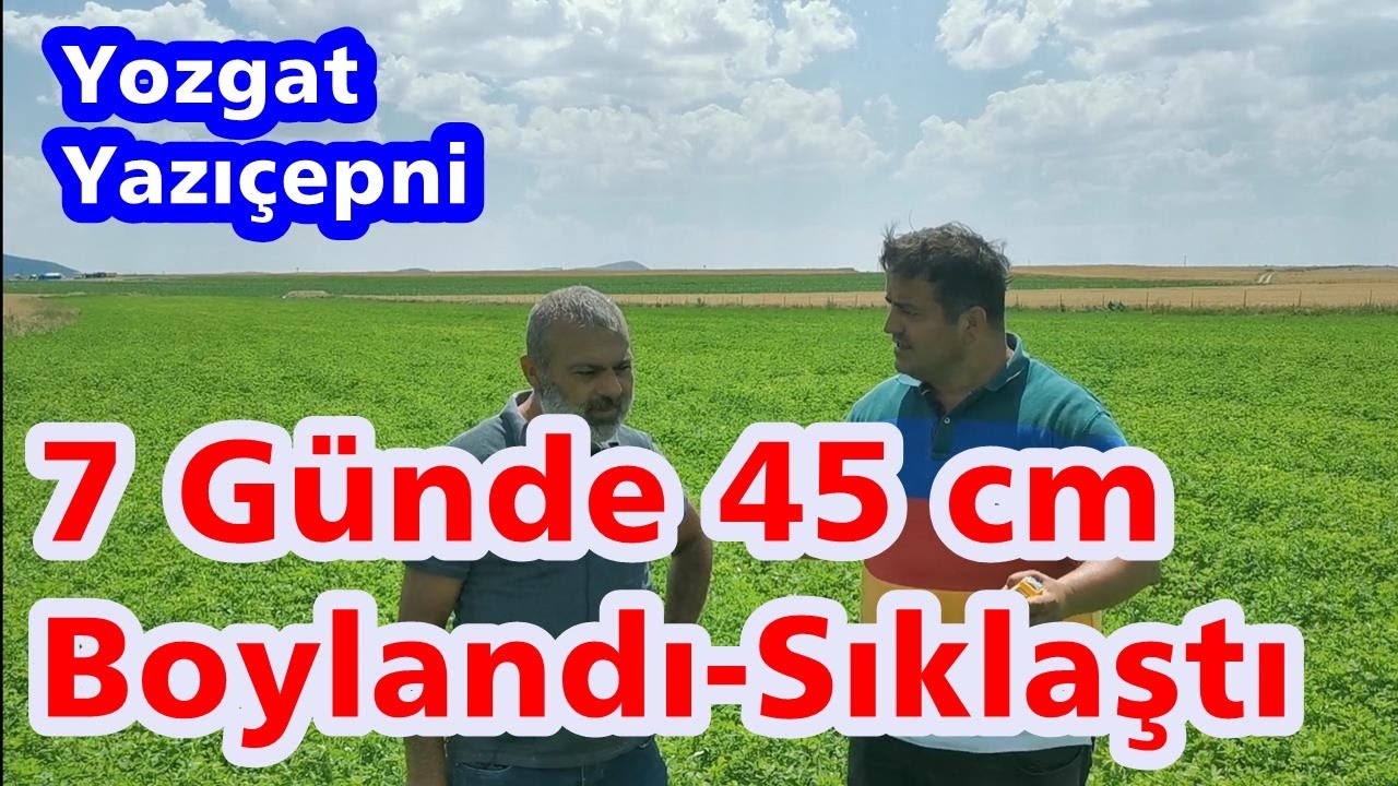 Yozgat - Yonca Yetiştiriciliği - Gübreleme - Sulama - Hızlı Büyütmek - Yoncayı Sıklaştırmak