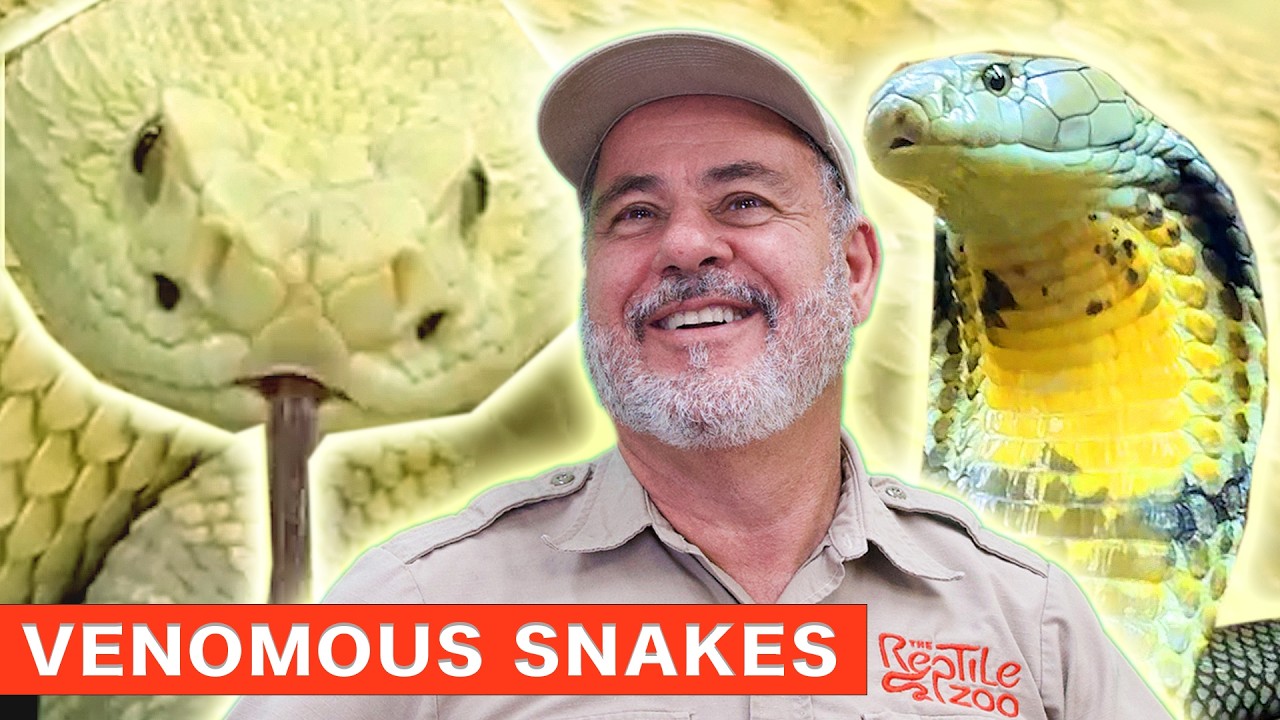 Handling the 6th Most Venomous Snake in the World &ndash; The King Cobra! 🐍👑