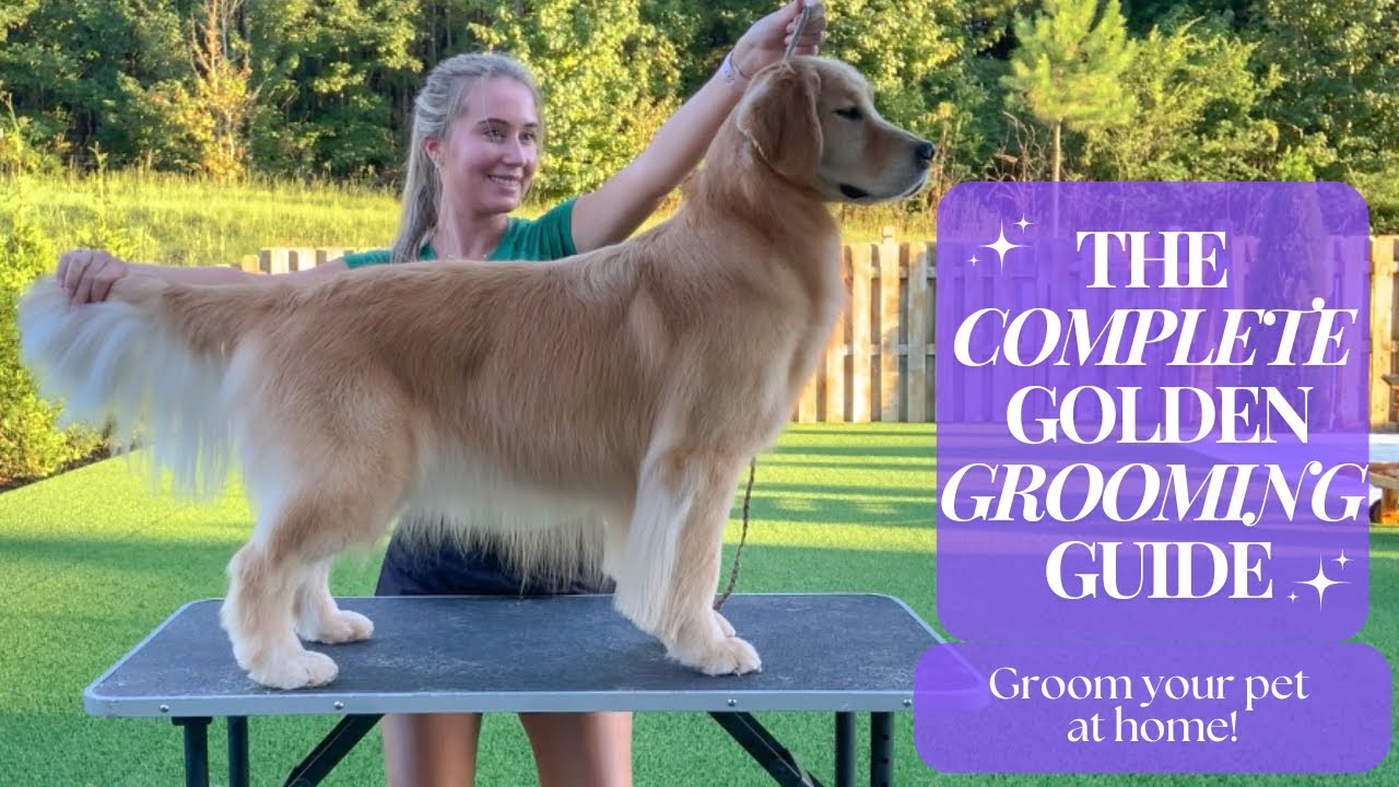 Complete Golden Retriever Pet Grooming Video! Groom Your Dog at Home UPDATED 2024