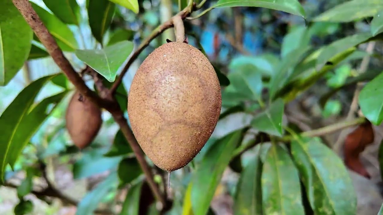 bagan video 2