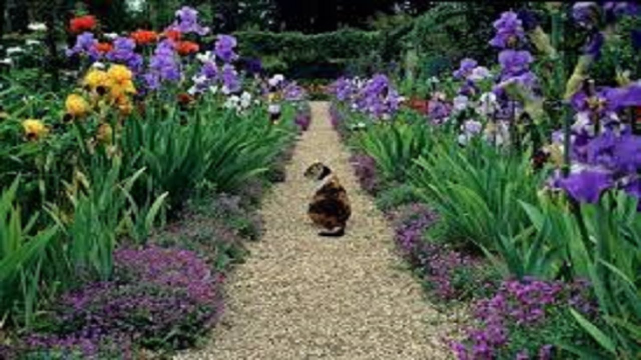 زهرة السوسن Iris des jardins