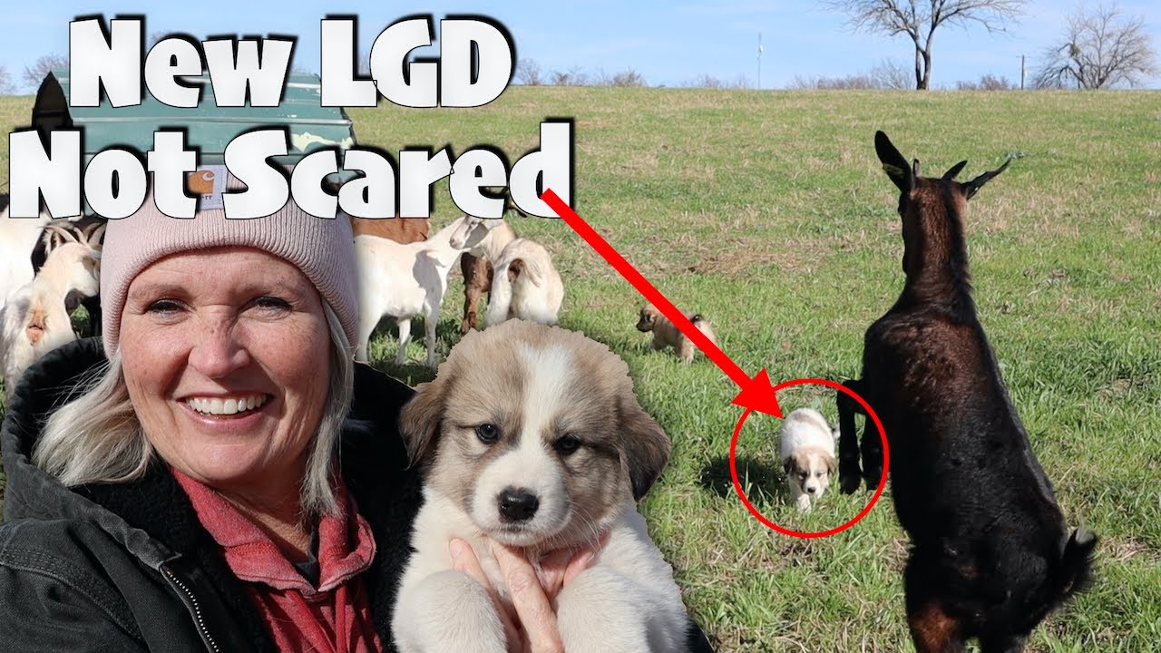 Bringing Home The New Female LGD (Livestock Guardian Dog) | We Go On A Farm Tour