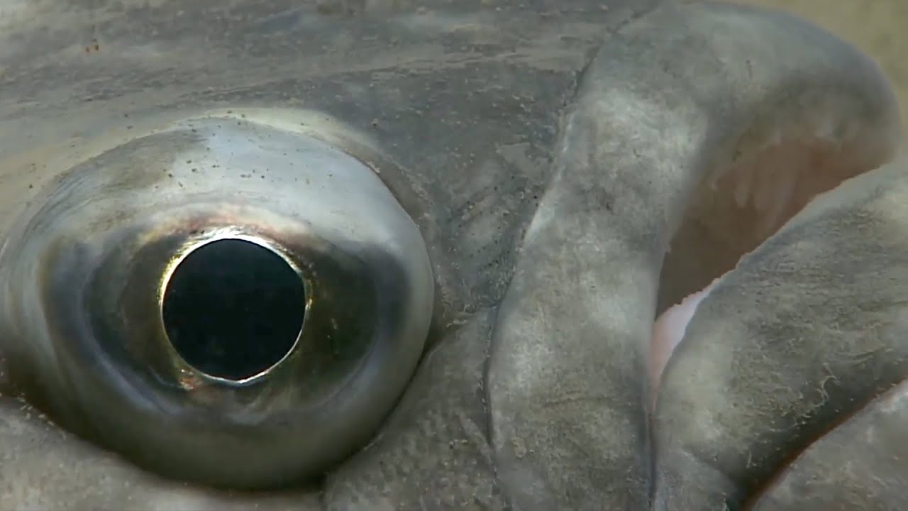 7 New ROV Encounters with Deep Ocean Creatures Found in Alaska