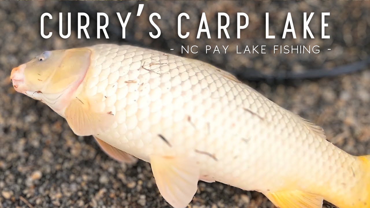 Pay Lake Carp Fishing at Curry's Carp Lake | North Carolina Carp Fishing