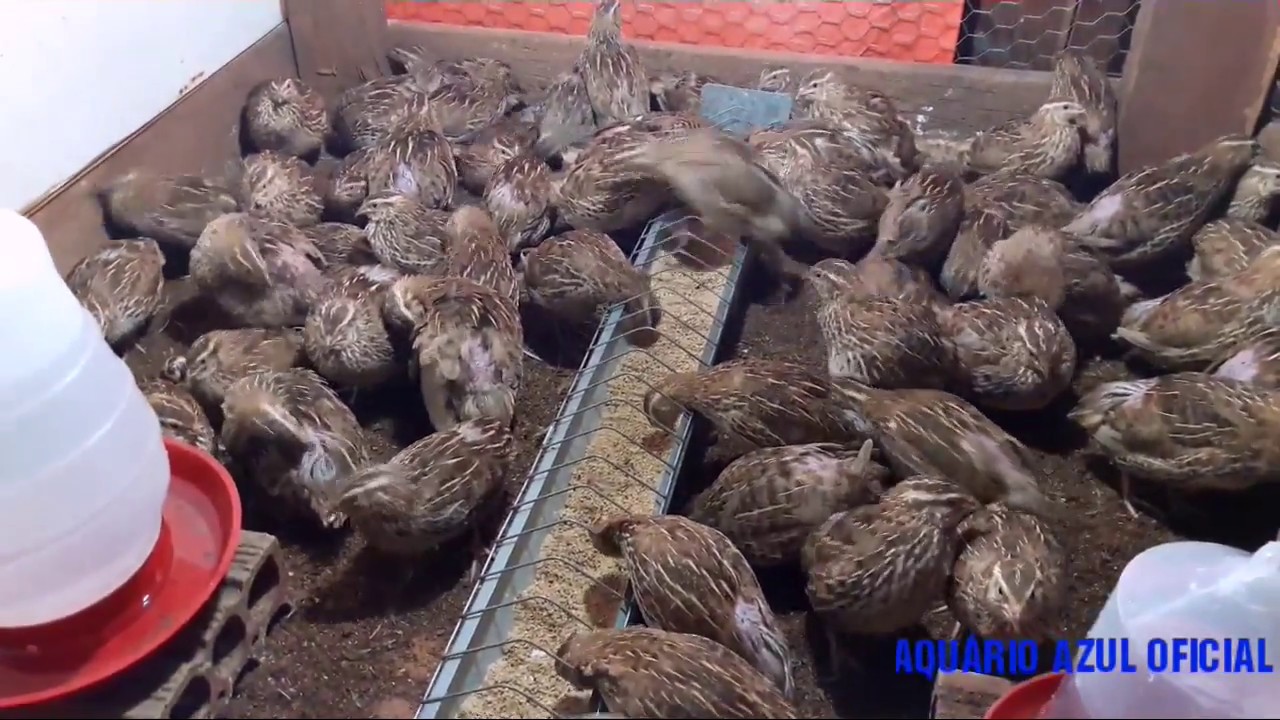 MINHA CRIAÇÃO DE CODORNAS COTURNIX JAPONICA 30/05/2017