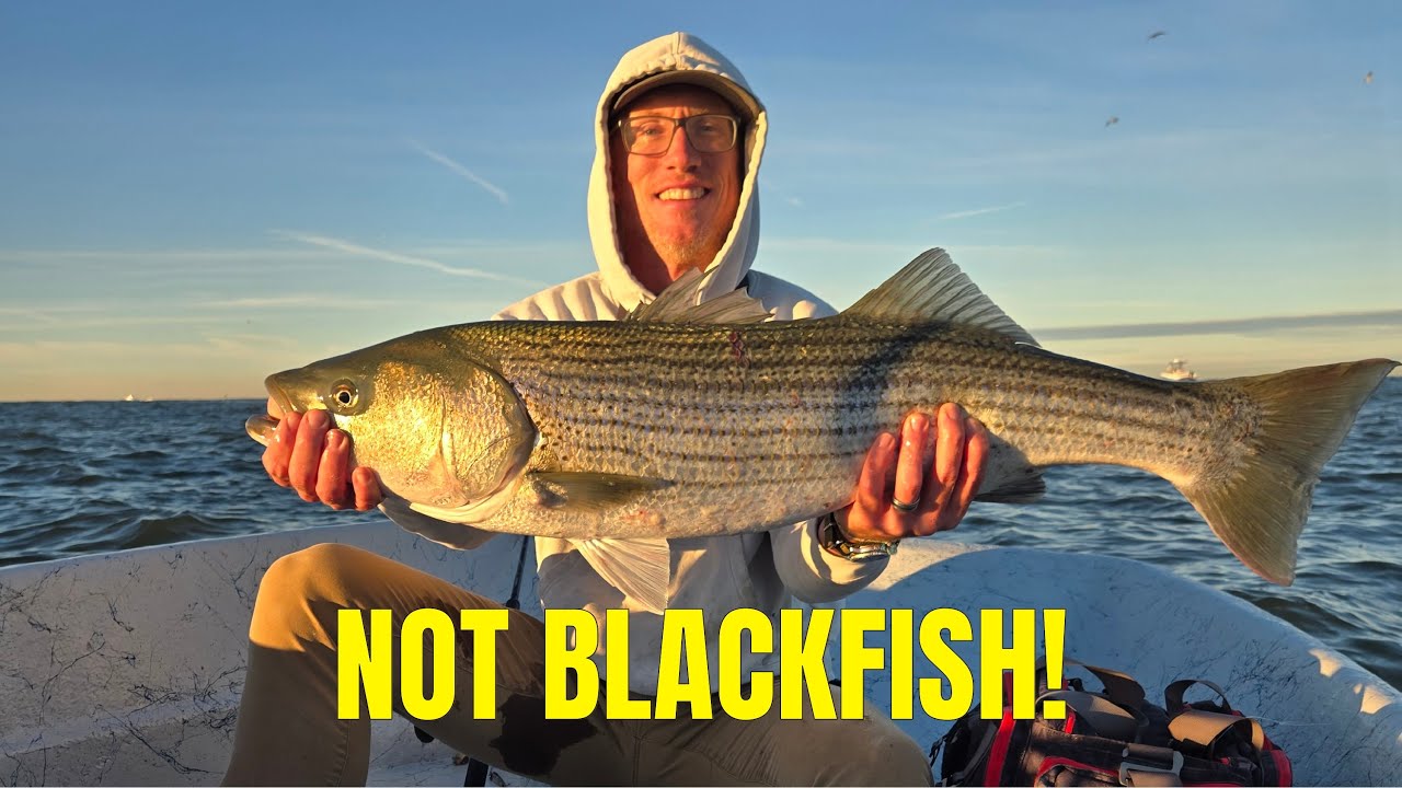 Blackfish Trip Turned into a Fun Day of Catching Stipers!
