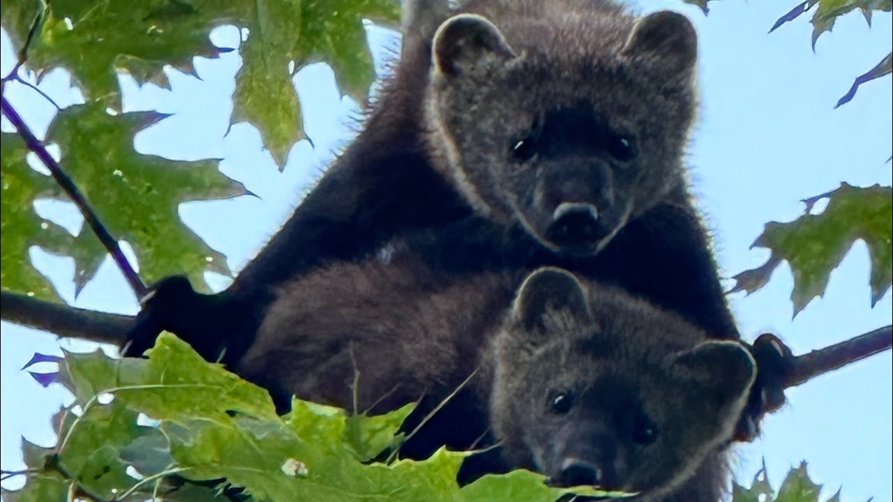 Mother  Fisher and two young ones, Only 12 feet away!
