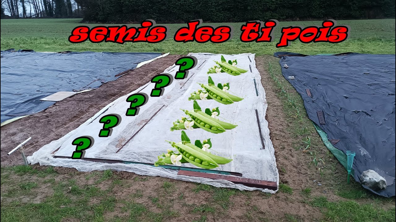 POTAGER : comment faire son semis de petit pois ?