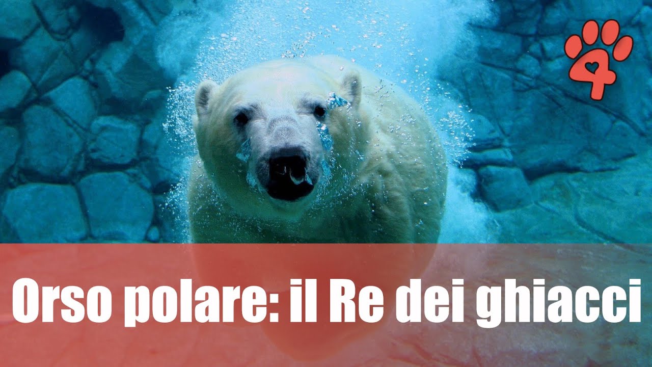 Pets & Kids - L'Orso Polare
