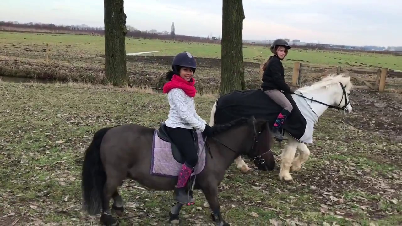 Gouden Tip!! Hoe vind ik een verzorg Pony of Paard??