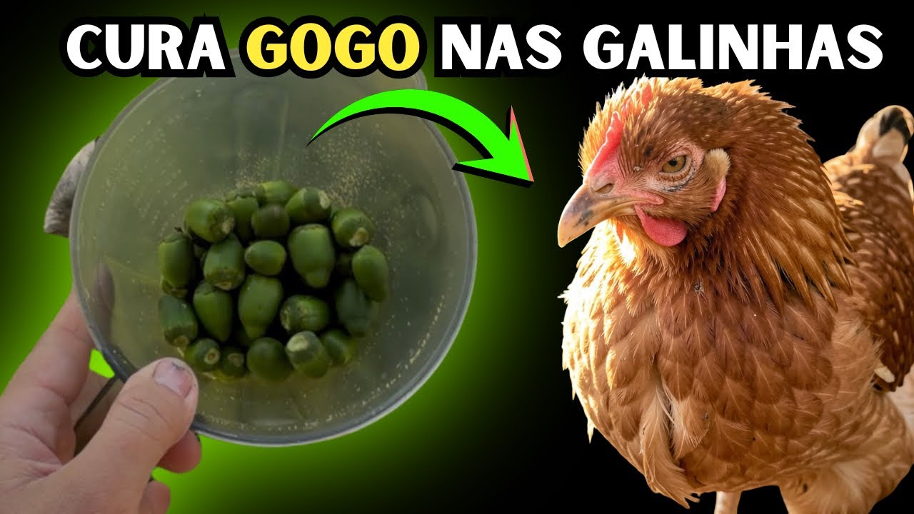 BASTAM ALGUNS E ADEUS DOENÇAS! COQUINHO PARA SUBSTITUIR RAÇÃO DAS GALINHAS?