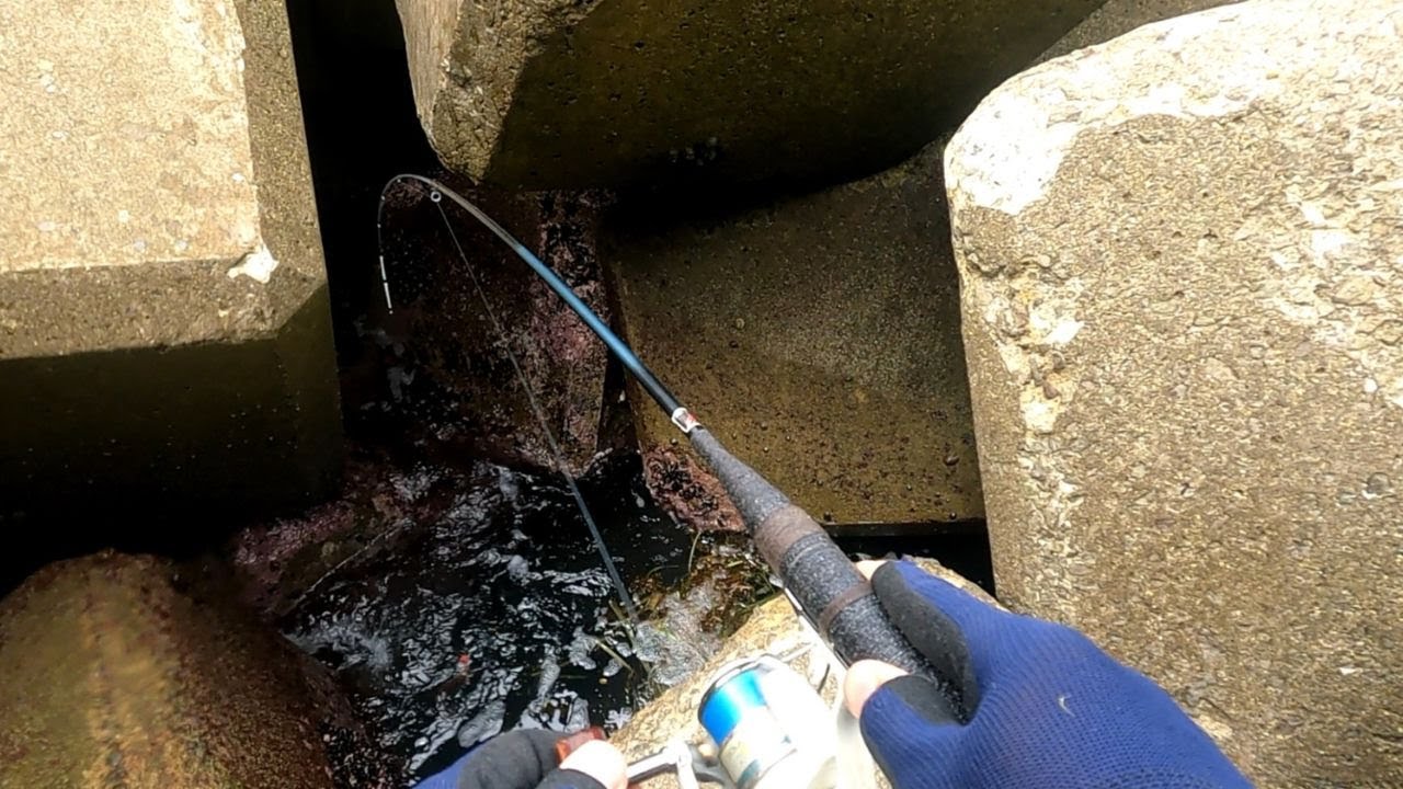 住吉漁港でハチガラ！！テトラ穴釣りは楽しい