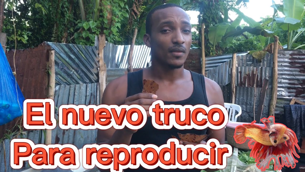 Como preparar un envase correctamente para reproducir peces bettas @Platino bettas pibul