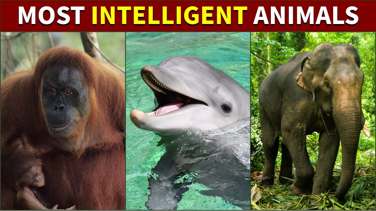 Ranking The World's Smartest Animals (From 10 to 1)