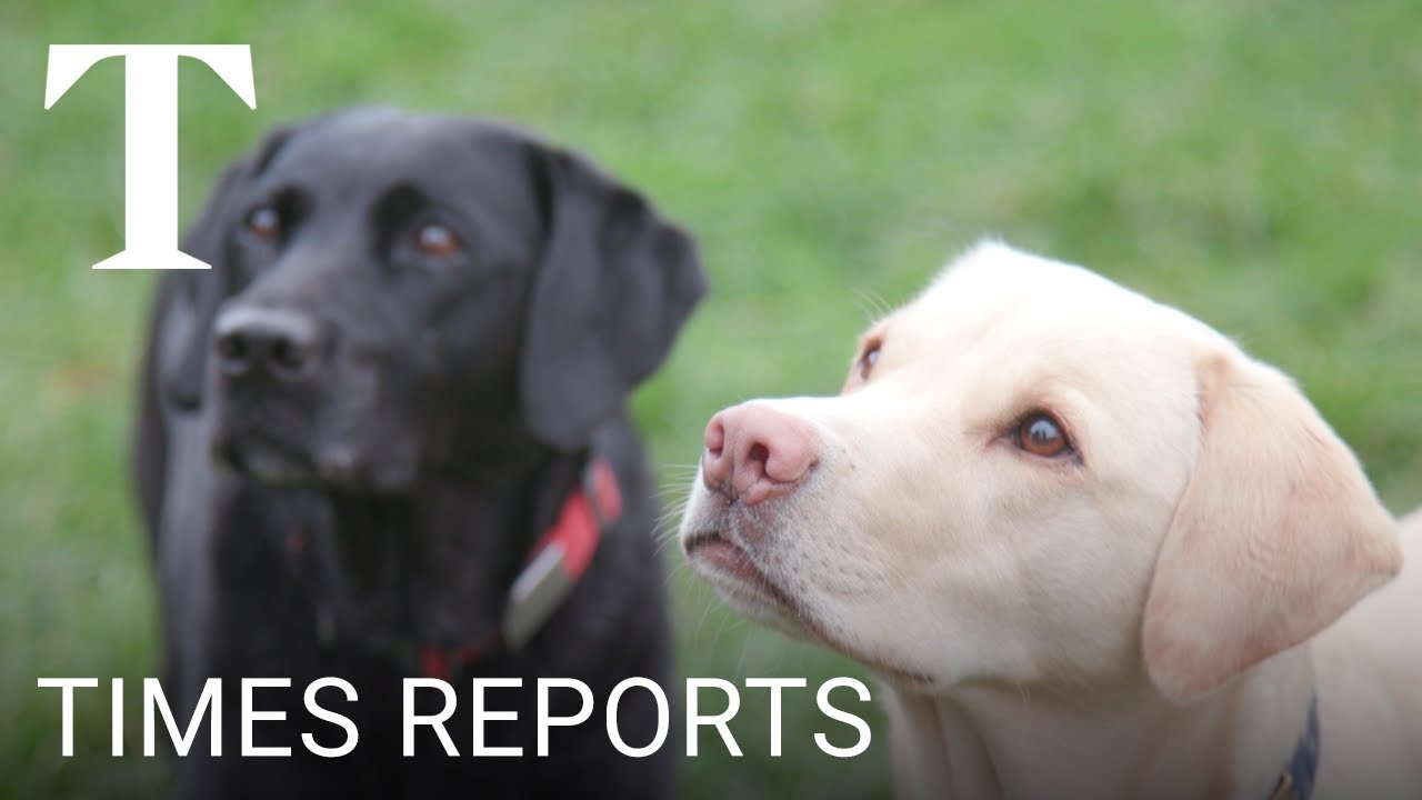 Olive and Mabel: One man and his dogs | Times Reports