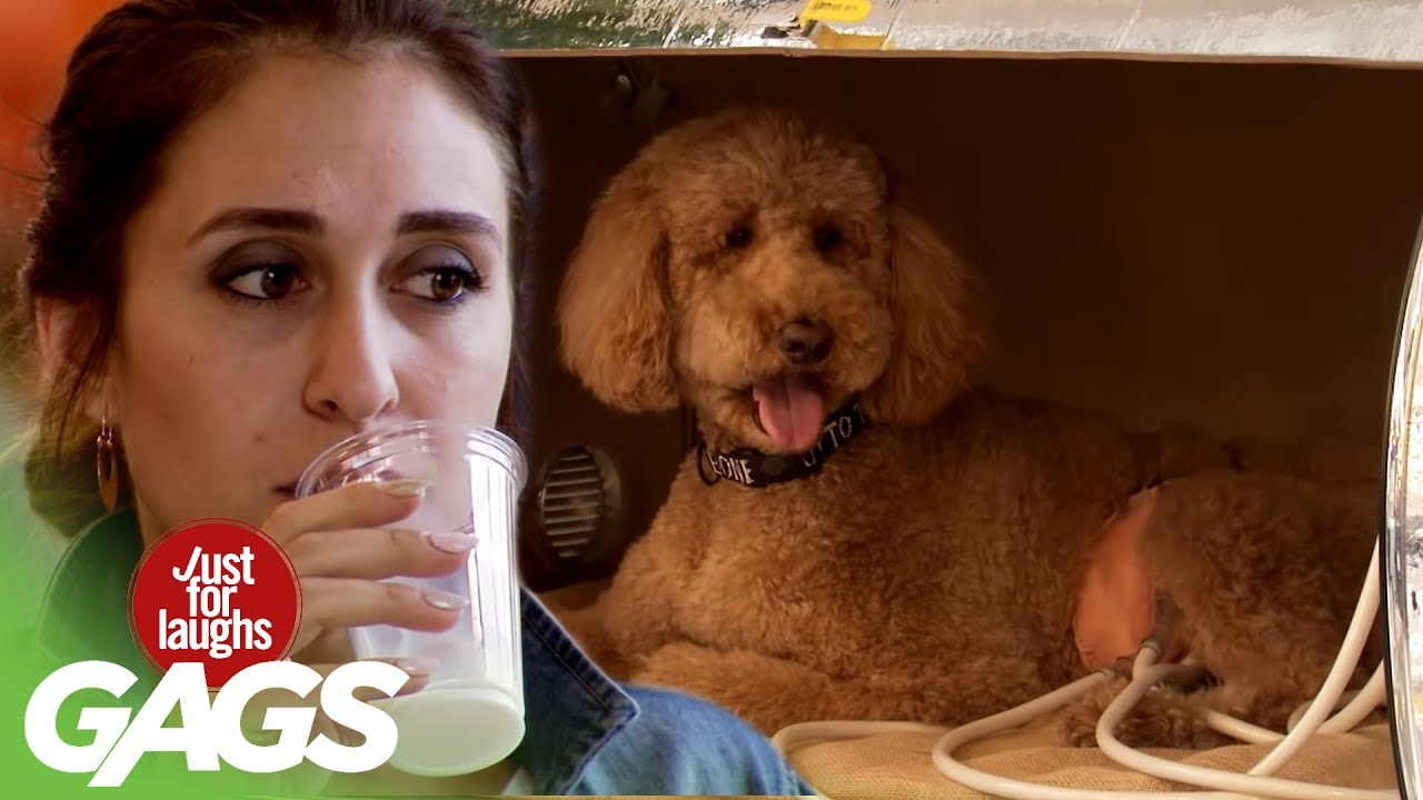 Man Sells Milk from a Dog