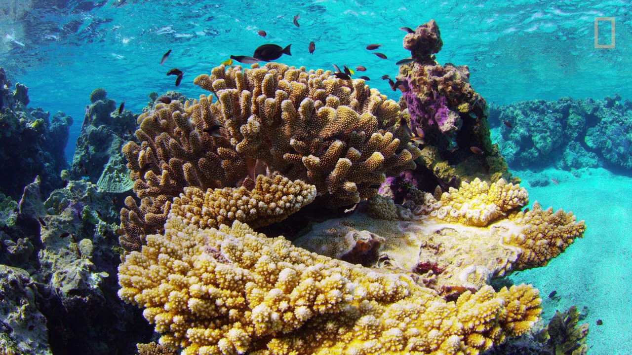 Niue Our Ocean - by National Geographic