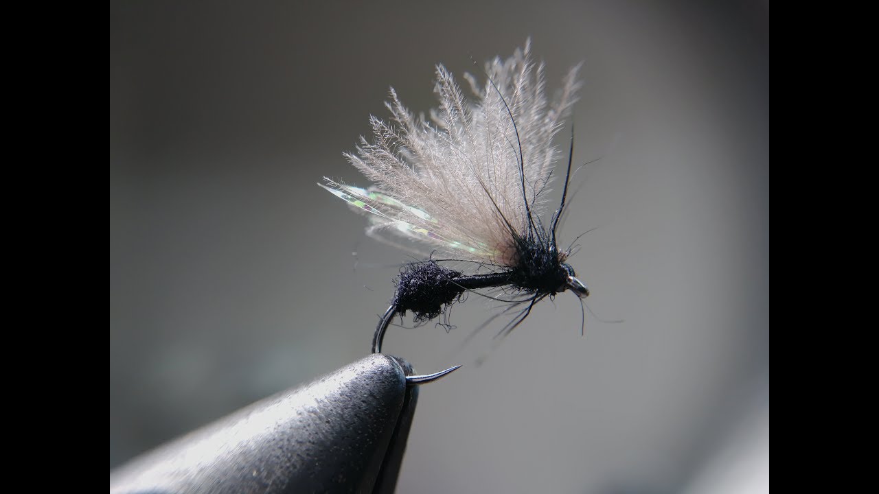 CDC Ant
