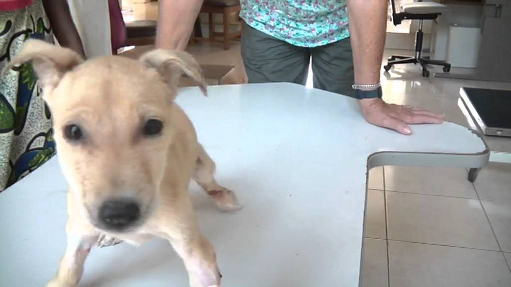 Early Rabies in a puppy
