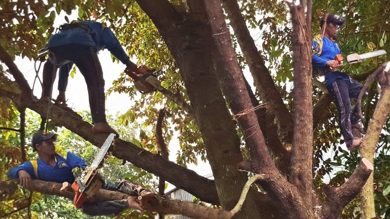 Cưa cây Vú Sữa với cây Xoài / Sawing the Milk Tree and the Mango Tree | P46