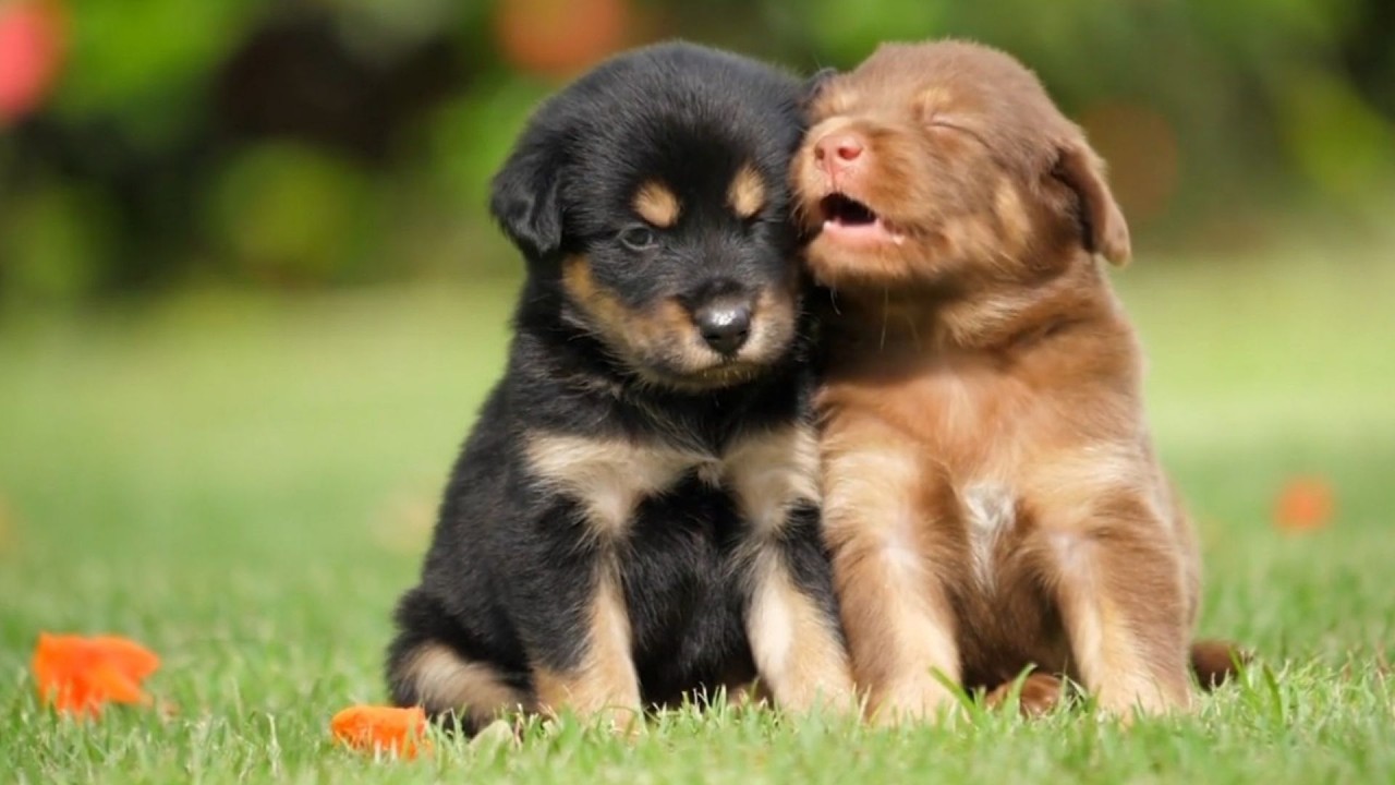 Sevimli K&ouml;pekler | En Tatlı Anlar ve Eğlenceli Davranışlar | Modunuzu Değiştirecek K&ouml;pek Videosu