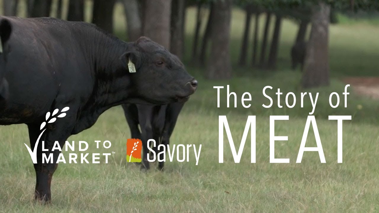 The Story Of Meat | Regenerative Agriculture Documentary