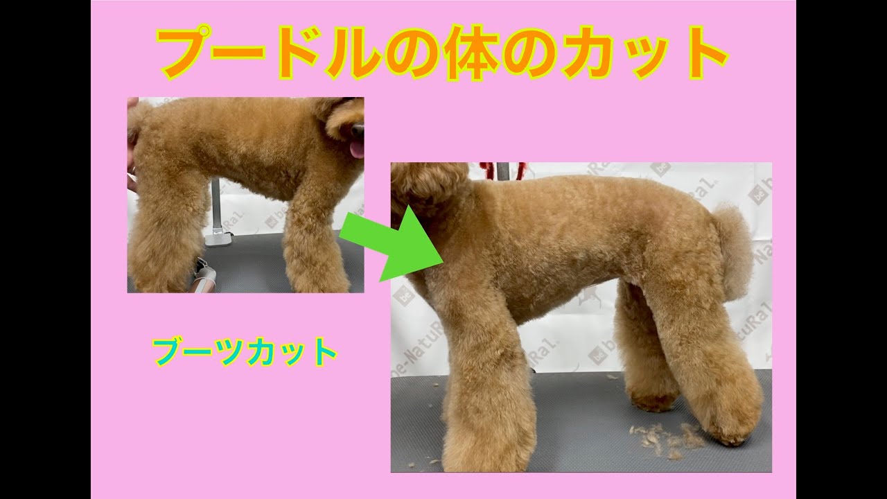 プードルの体のカット