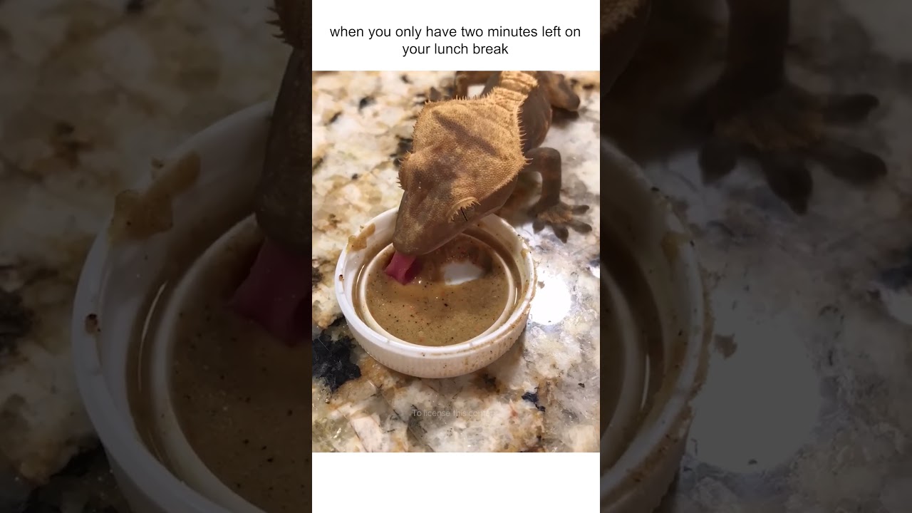 Lizard Quickly Eats Food From Bowl