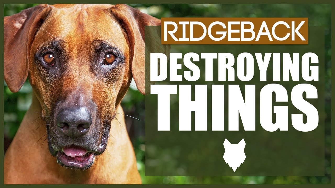 How To Stop Your RIDGEBACK Destroying Things