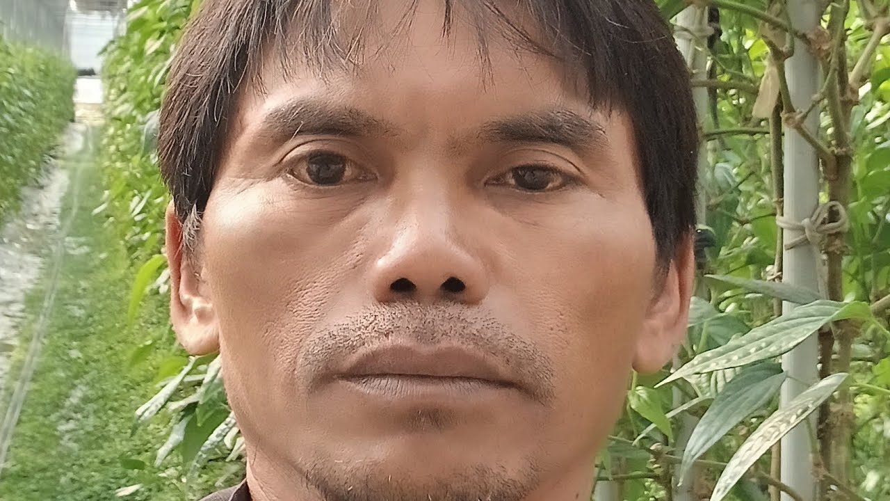 Proses penyiraman kebun sirih di taiwan 