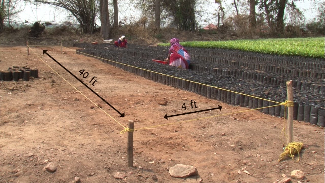 Poly Nursery (रोपवाटिका)