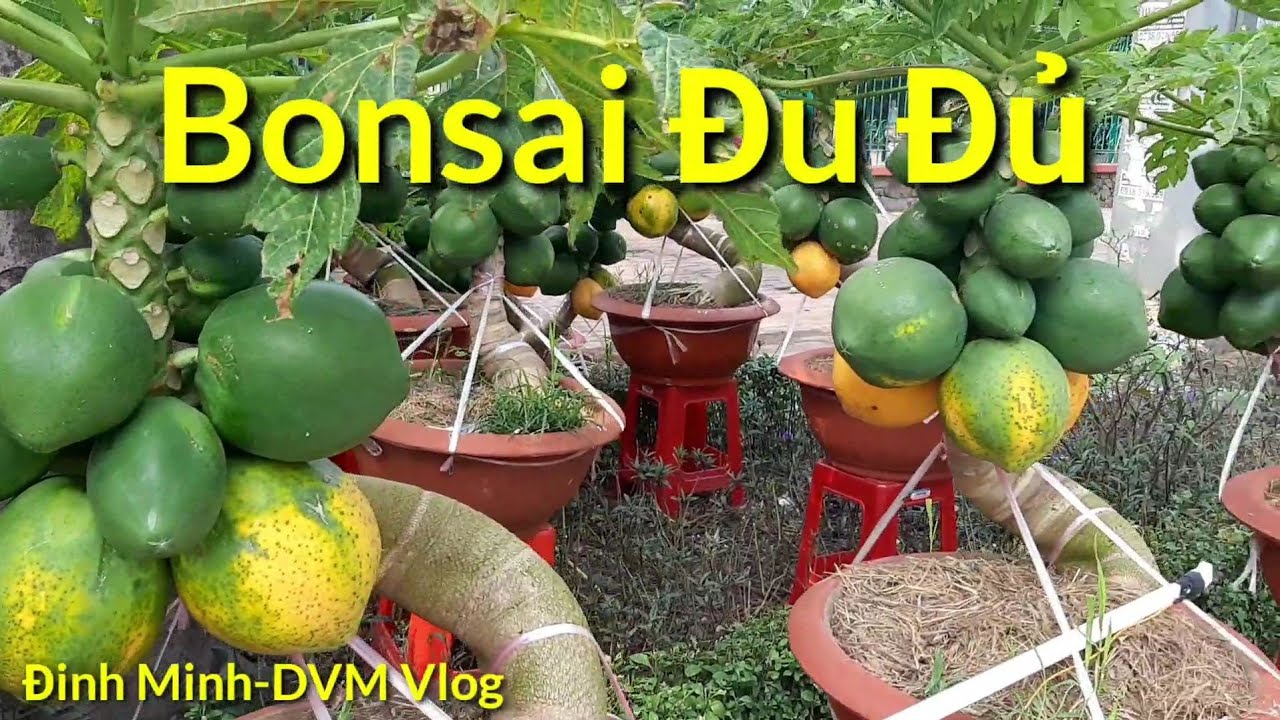 Chợ hoa ngày Tết bonsai Đu Đủ trên đường Lý Thường Kiệt quận 11 Tp.Sài Gòn ngày nay