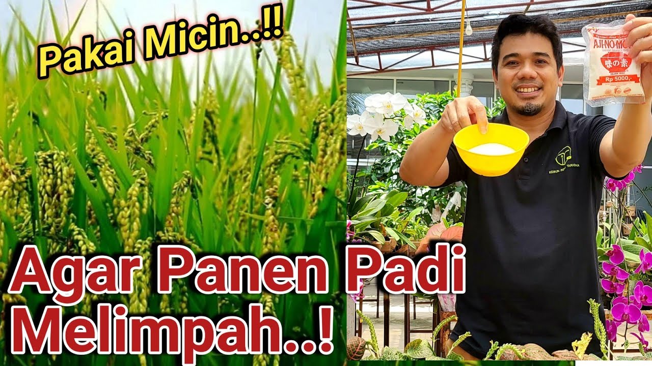 Cara Agar Padi Berbuah Lebat, Pupuk Untuk Padi, Cara Meningkatkan Panen Padi, Micin Untuk padi,