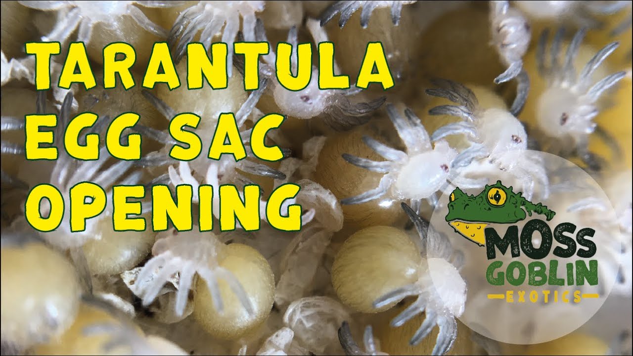 Curly Hair Tarantula egg sac opening