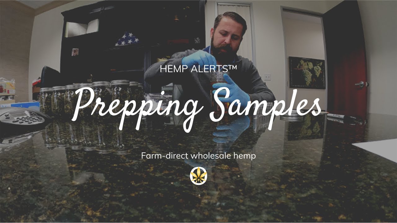 Prepping Samples of ECO Hemp Trimmed Flower & Distillate