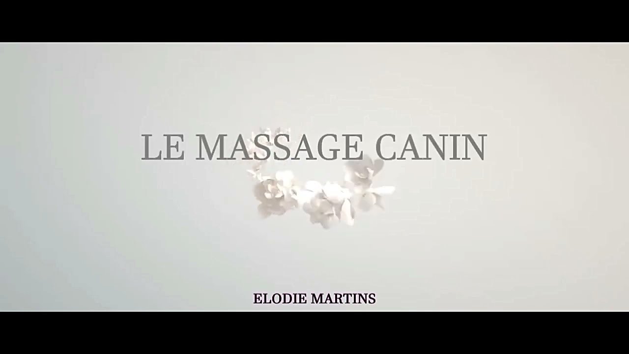 Le massage canin, initiations et formations professionnelles