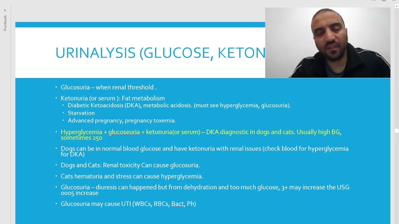 Lab diagnostics 11/15: Blood glucose, insulin/endocrine pancreas تحليل سكرانسولين الدم حيوانات أليفة