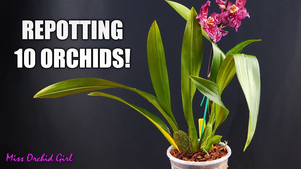 Repotting 10 Oncidium Orchids in one go! - How I handle different sick Orchids