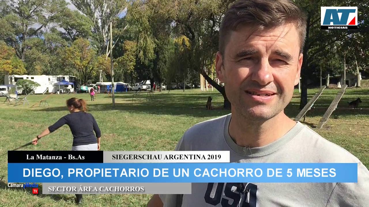 CÁMARA Y MEDIA TV: SIEGERSCHAU ARGENTINA 2019. ÁREA CACHORROS.