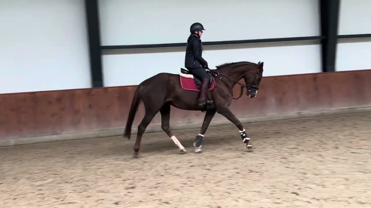 SOLD Madona 5 yo Lithuanian warmblood mare for showjumping 