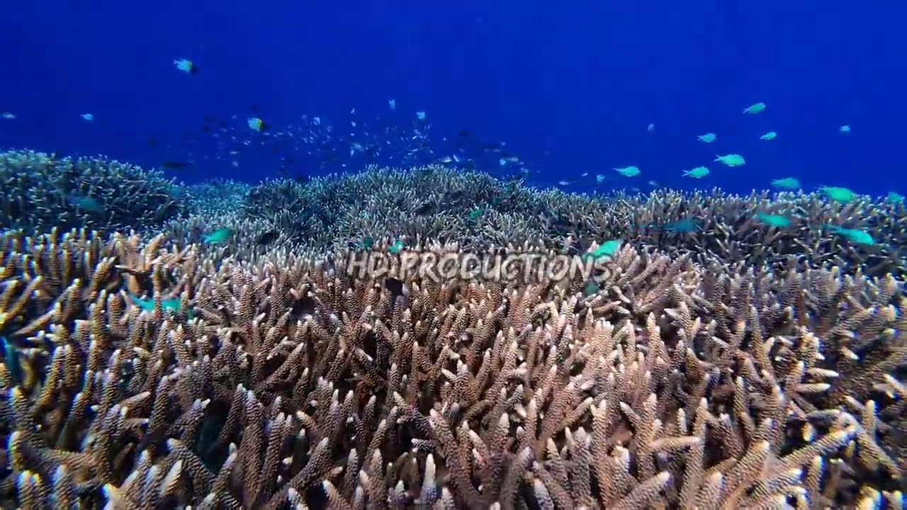 Красота коралловых рифов в морях Индонезии 14 #asmr #relaxing #beauty #coralreef #indonesia #sea