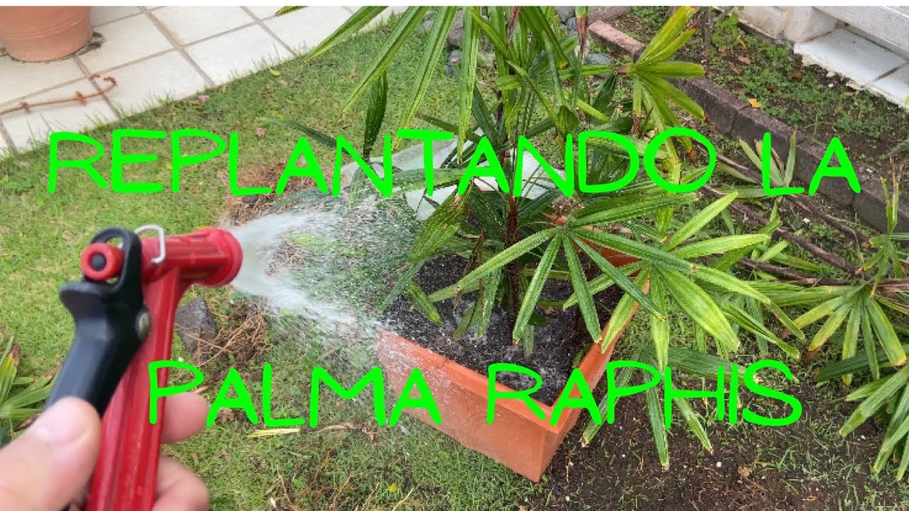 Replantando La Palma Raphis