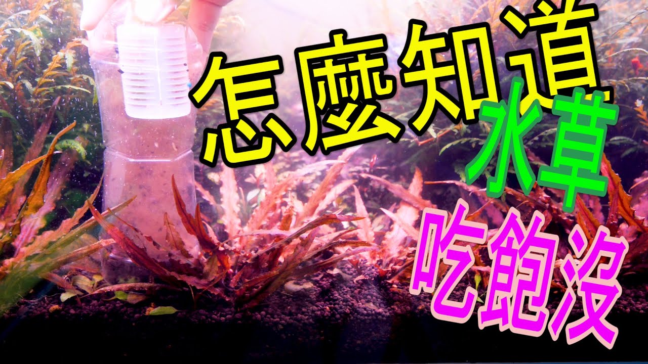 水草新手篇35 |換水的時候一定要注意的事情|水草缸| 肥料哪時候可以添加|