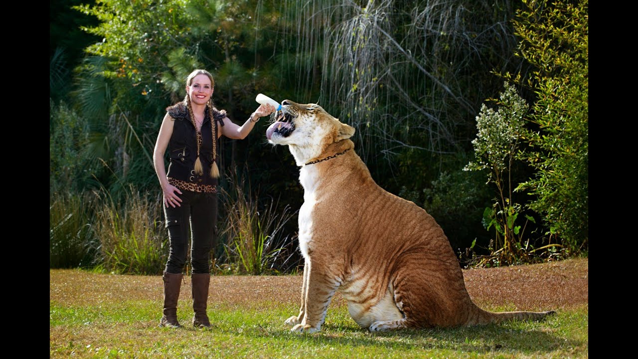 El felino mas grande del mundo ★ EL LIGRE